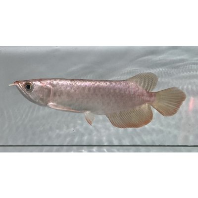 画像1: 紫紅金龍　FOREVER ArowanaAquaculture(1)