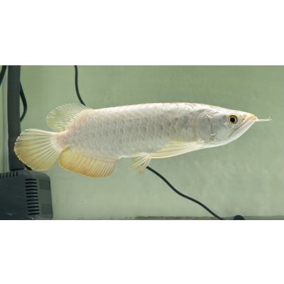 画像2: 過背金龍レディアンスゴールド　FOREVER ArowanaAquaculture(6)