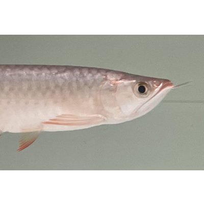 画像4: 紫紅金龍　FOREVER ArowanaAquaculture(2)