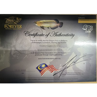 画像5: 紫紅金龍　FOREVER ArowanaAquaculture(1)