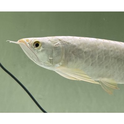 画像3: 過背金龍レディアンスゴールド　FOREVER ArowanaAquaculture(6)