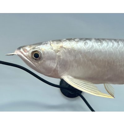 画像3: 過背金龍レディアンスゴールド　FOREVER ArowanaAquaculture(1)