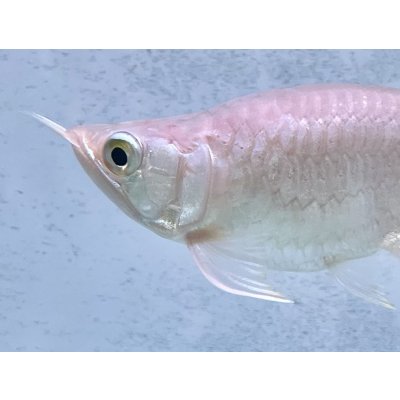 画像3: 紅龍　EXTREME RED キングショートボディスタイル