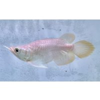 紅龍　EXTREME RED キングショートボディスタイル