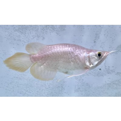 画像2: 紅龍　EXTREME RED キングショートボディスタイル