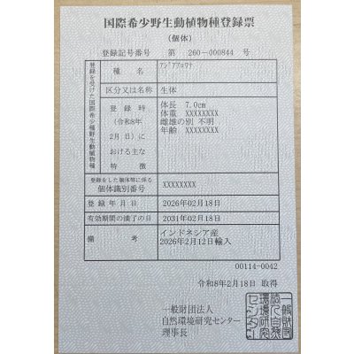 画像6: 紅龍　EXTREME RED キングショートボディスタイル