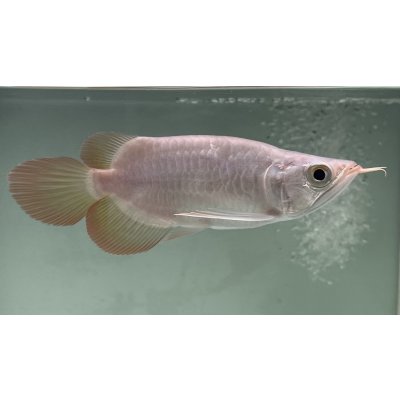 画像2: 紅龍　EXTREME RED キングショートボディスタイル【２】