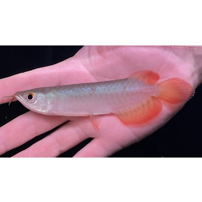 画像2: 紅龍　BLOOD RED【2】