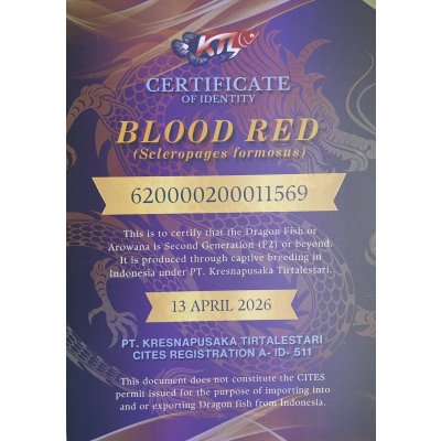 画像5: 紅龍　BLOOD RED【2】