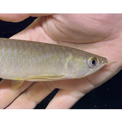 画像3: 紅尾金龍　PT.KRESNAPUSAKA TIRTALESTARI (15cm±）【3】