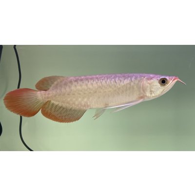 画像2: 紅龍　EXTREME RED★★★★【3】