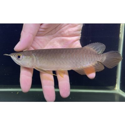 画像2: 紅尾金龍　PT.KRESNAPUSAKA TIRTALESTARI (15cm±）【2】