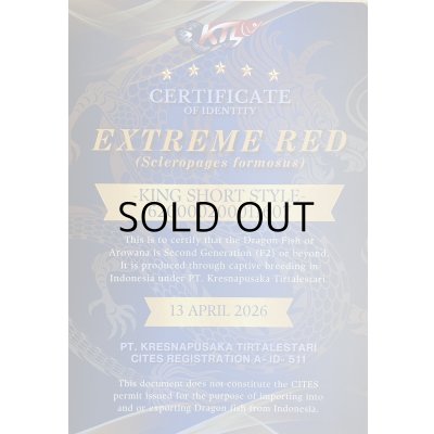 画像5: 紅龍　EXTREME RED キングショートボディスタイル【２】