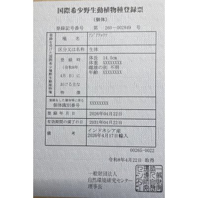 画像6: 紅尾金龍　PT.KRESNAPUSAKA TIRTALESTARI (15cm±）【6】