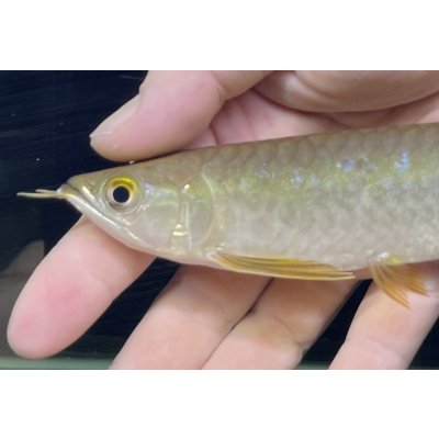 画像4: 紅尾金龍　PT.KRESNAPUSAKA TIRTALESTARI (15cm±）【6】