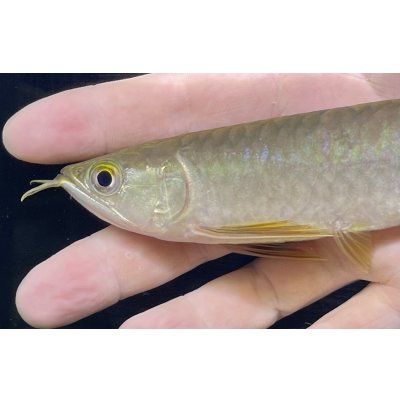 画像4: 紅尾金龍　PT.KRESNAPUSAKA TIRTALESTARI (15cm±）【1】