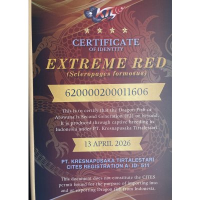 画像5: 紅龍　EXTREME RED★★★★【5】