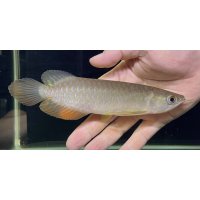 紅尾金龍　PT.KRESNAPUSAKA TIRTALESTARI (15cm±）【3】