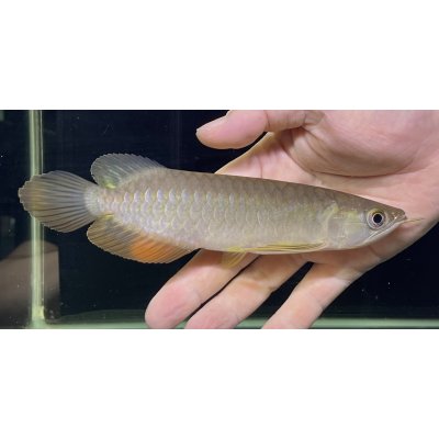 画像1: 紅尾金龍　PT.KRESNAPUSAKA TIRTALESTARI (15cm±）【3】