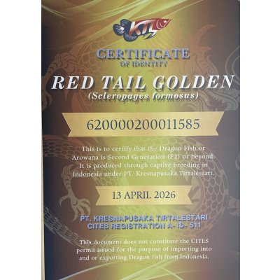 画像5: 紅尾金龍　PT.KRESNAPUSAKA TIRTALESTARI (15cm±）【5】