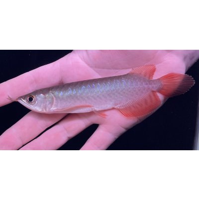 画像2: 紅龍　BLOOD RED【6】