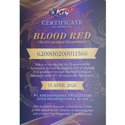 画像5: 紅龍　BLOOD RED【1】