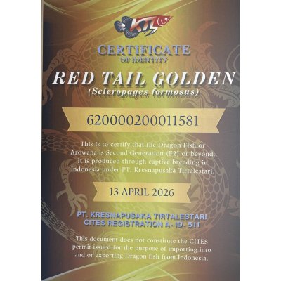 画像5: 紅尾金龍　PT.KRESNAPUSAKA TIRTALESTARI (15cm±）【1】