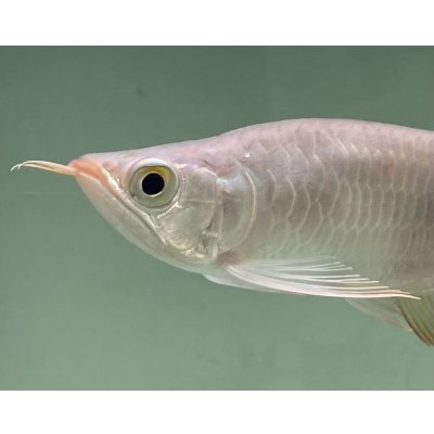 画像3: 紅龍　EXTREME RED キングショートボディスタイル【２】