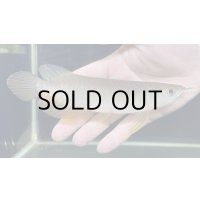 紅尾金龍　PT.KRESNAPUSAKA TIRTALESTARI (15cm±）【2】