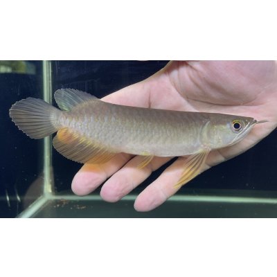 画像1: 紅尾金龍　PT.KRESNAPUSAKA TIRTALESTARI (15cm±）【2】