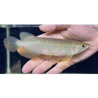 紅尾金龍　PT.KRESNAPUSAKA TIRTALESTARI (15cm±）【6】