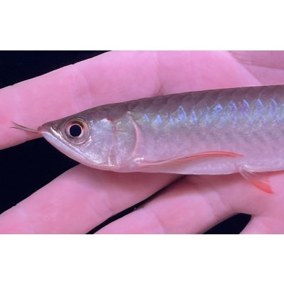 画像4: 紅龍　BLOOD RED【6】