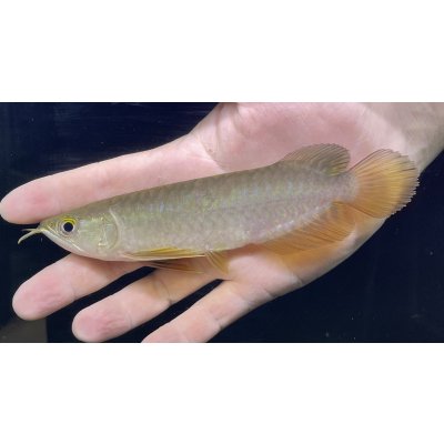 画像2: 紅尾金龍　PT.KRESNAPUSAKA TIRTALESTARI (15cm±）【1】