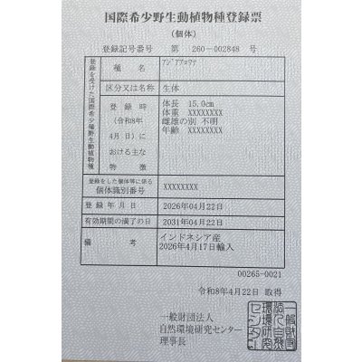 画像6: 紅尾金龍　PT.KRESNAPUSAKA TIRTALESTARI (15cm±）【5】