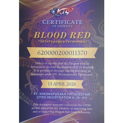 画像5: 紅龍　BLOOD RED【3】