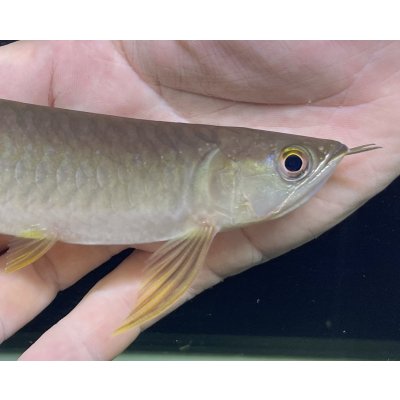 画像3: 紅尾金龍　PT.KRESNAPUSAKA TIRTALESTARI (15cm±）【2】