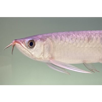 画像3: 紅龍　EXTREME RED★★★★【3】