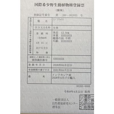 画像6: 紅龍　BLOOD RED【3】