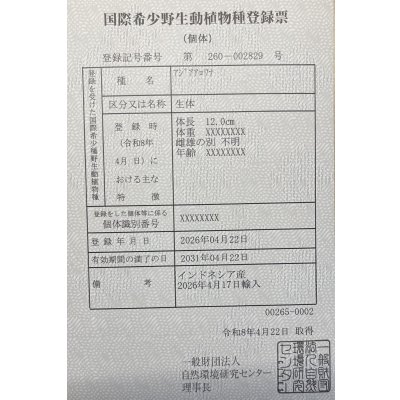 画像6: 紅龍　BLOOD RED【1】