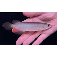 紅龍　BLOOD RED【6】