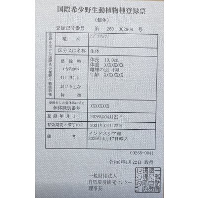 画像6: 紅龍　EXTREME RED★★★★【5】