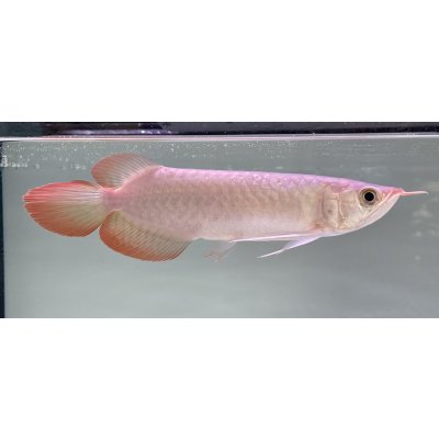 画像2: 紅龍　EXTREME RED★★★★【5】