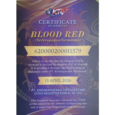 画像5: 紅龍　BLOOD RED【6】