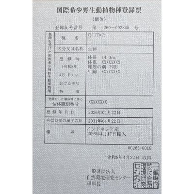 画像6: 紅尾金龍　PT.KRESNAPUSAKA TIRTALESTARI (15cm±）【2】