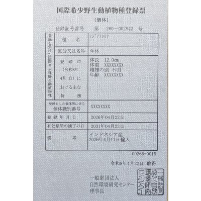 画像6: 紅龍　BLOOD RED【6】