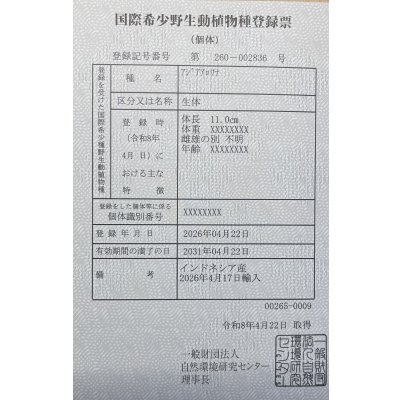 画像6: 紅龍　BLOOD RED【5】