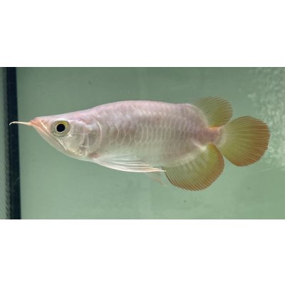 画像1: 紅龍　EXTREME RED キングショートボディスタイル【２】