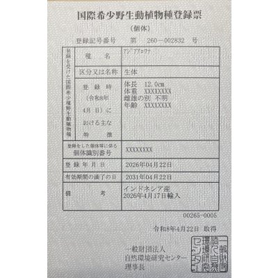 画像6: 紅龍　BLOOD RED【2】