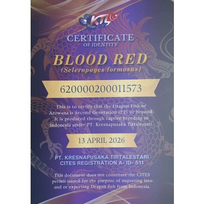 画像5: 紅龍　BLOOD RED【5】