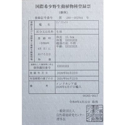 画像6: 紅尾金龍　PT.KRESNAPUSAKA TIRTALESTARI (15cm±）【1】